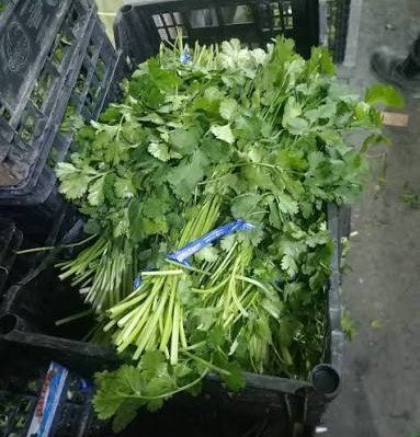 Cilantro
